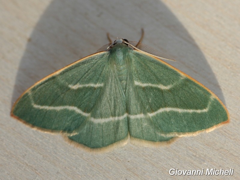 Hylaea fasciaria in diverse tonalit di verde